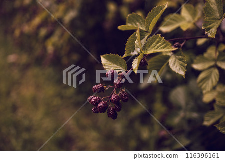 Blackberry growing on a garden bush. Branch of ripe blackberry in a garden on green background 116396161