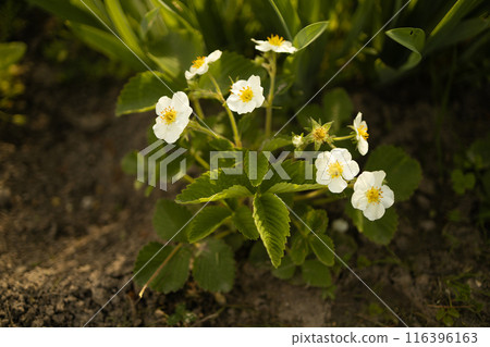 Strawberry flowers in bloom in a home organic garden. 116396163