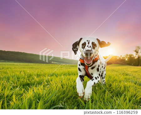 Energetic Dalmatian Dog Running Freely Outdoors: Capturing Joy in Motion Energetic Dalmatian Dog Running Freely Outdoors: Capturing Joy in Motion 116396259