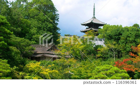 綠意盎然的東寺五層寶塔 116396361