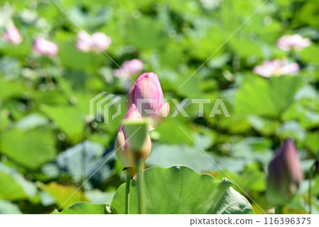 Lotus flower  116396375