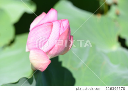 Lotus flower Lotus flower 116396378