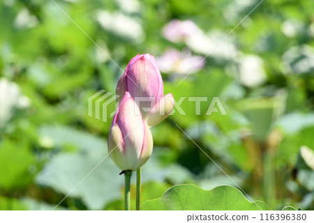 Lotus flower  116396380