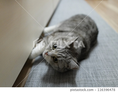 Sleeping cat 116396478