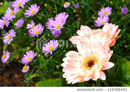 Gerbera and small flowers 116396483