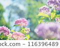 Colorful hydrangea 116396489