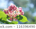 Pink beautiful hydrangea 116396490