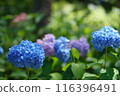 Blue hydrangea 116396491