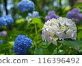 White and blue hydrangea 116396492