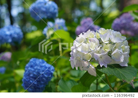 White and blue hydrangea White and blue hydrangea 116396492