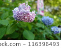 Blue hydrangea 116396493