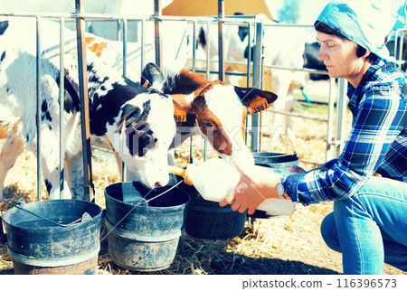 Woman care feeds two week old calf from bottle with dummy 116396573