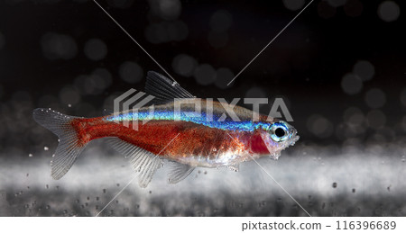 Aquarium fish neon, close-up photo Aquarium fish neon, close-up photo 116396689