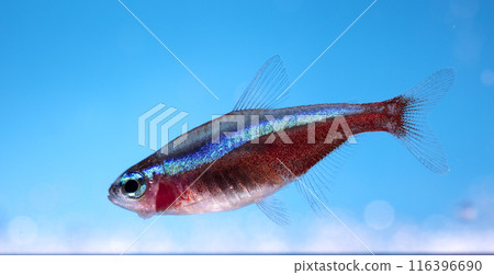 Aquarium fish neon, close-up photo 116396690