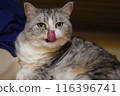 Cat licking its tongue 116396741