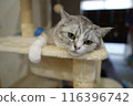 A cat staring at you 116396742