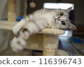 Lying cat 116396743
