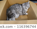 Cat sleeping in cardboard 116396744