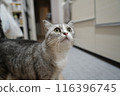 A cat looking up 116396745