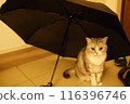 Cat sheltering from the rain with an umbrella 116396746