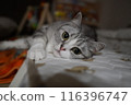 Lying cat 116396747