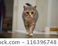 A walking cat 116396748