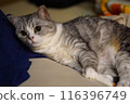 A cat staring at you 116396749