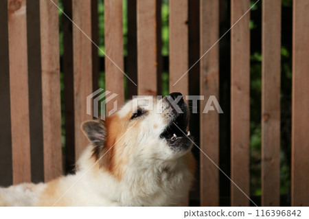 aggressive dog Thai Bang Kaeo Thai breed  116396842