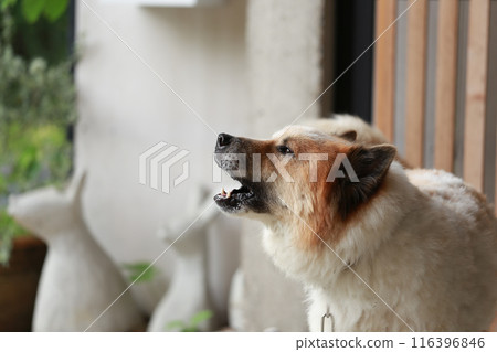 aggressive dog Thai Bang Kaeo Thai breed aggressive dog Thai Bang Kaeo Thai breed 116396846