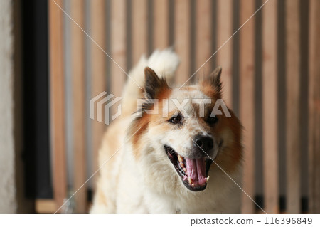aggressive dog Thai Bang Kaeo Thai breed aggressive dog Thai Bang Kaeo Thai breed 116396849