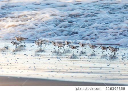 Western sandpiper, small shorebird. Tortuguero, Wildlife and birdwatching in Costa Rica. Western sandpiper, small shorebird. Tortuguero, Wildlife and birdwatching in Costa Rica. 116396866