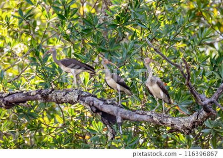 American white ibis juvenile (Eudocimus albus). Rio Tenorio, Guanacaste. Wildlife and birdwatching in Costa Rica. American white ibis juvenile (Eudocimus albus). Rio Tenorio, Guanacaste. Wildlife and birdwatching in Costa Rica. 116396867