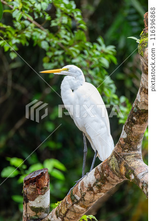 Great egret, Ardea alba Cano Negro, Costa Rica Great egret, Ardea alba Cano Negro, Costa Rica 116396868