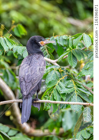 Neotropic cormorant - Phalacrocorax brasilianus. Refugio de Vida Silvestre Cano Negro, Wildlife and bird watching in Costa Rica. Neotropic cormorant - Phalacrocorax brasilianus. Refugio de Vida Silvestre Cano Negro, Wildlife and bird watching in Costa Rica. 116396871