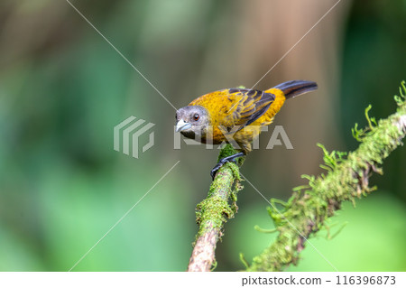 Scarlet-rumped tanager female - Ramphocelus passerinii,La Fortuna, Wildlife and birdwatching in Costa Rica. Scarlet-rumped tanager female - Ramphocelus passerinii,La Fortuna, Wildlife and birdwatching in Costa Rica. 116396873