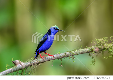 Scarlet-rumped tanager female - Ramphocelus passerinii,La Fortuna, Wildlife and birdwatching in Costa Rica. Scarlet-rumped tanager female - Ramphocelus passerinii,La Fortuna, Wildlife and birdwatching in Costa Rica. 116396875
