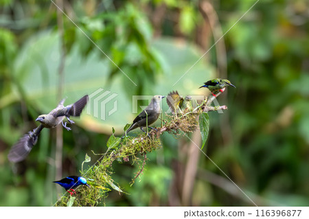 Palm tanager (Thraupis palmarum), La Fortuna, Wildlife and birdwatching in Costa ica. 116396877