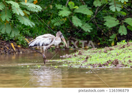 Wood stork - Mycteria americana. Refugio de Vida Silvestre Cano Negro, Wildlife and bird watching in Costa Rica. 116396879