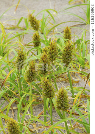 Spring in the Tottori Sand Dunes and Sand Dune Plants Tottori Prefecture Tottori Sand Dunes Kobomugi Spring in the Tottori Sand Dunes and Sand Dune Plants Tottori Prefecture Tottori Sand Dunes Kobomugi 116396908