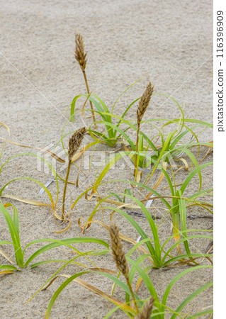 Spring in the Tottori Sand Dunes and Sand Dune Plants Tottori Prefecture Tottori Sand Dunes Kobomugi Spring in the Tottori Sand Dunes and Sand Dune Plants Tottori Prefecture Tottori Sand Dunes Kobomugi 116396909