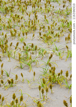 Spring in the Tottori Sand Dunes and Sand Dune Plants Tottori Prefecture Tottori Sand Dunes Kobomugi 116396910