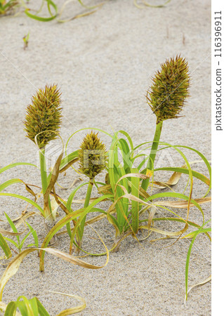 Spring in the Tottori Sand Dunes and Sand Dune Plants Tottori Prefecture Tottori Sand Dunes Kobomugi Spring in the Tottori Sand Dunes and Sand Dune Plants Tottori Prefecture Tottori Sand Dunes Kobomugi 116396911