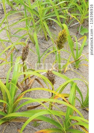 Spring in the Tottori Sand Dunes and Sand Dune Plants Tottori Prefecture Tottori Sand Dunes Kobomugi Spring in the Tottori Sand Dunes and Sand Dune Plants Tottori Prefecture Tottori Sand Dunes Kobomugi 116396916