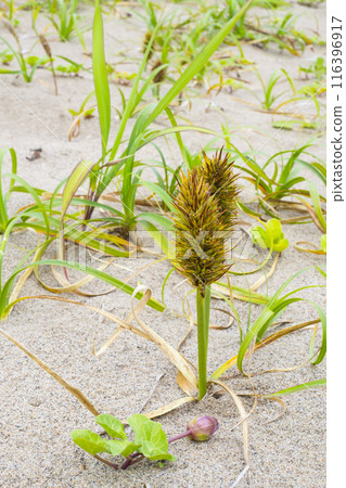 鳥取沙丘和春天的沙丘植物 鳥取縣 鳥取沙丘 Kouboumugi 116396917