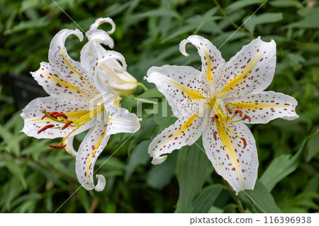 初夏森林裡盛開的白山百合 初夏森林裡盛開的白山百合 116396938