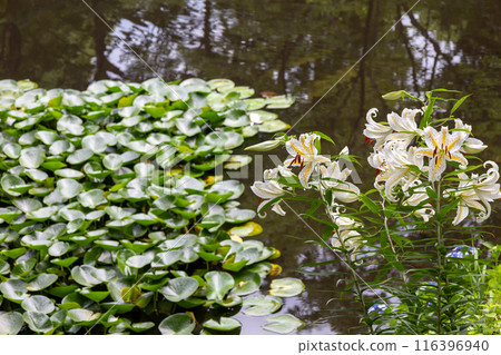 初夏森林裡盛開的白山百合 116396940