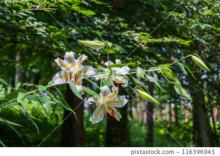 初夏森林裡盛開的白山百合 116396943