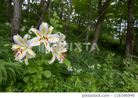 初夏森林裡盛開的白山百合 初夏森林裡盛開的白山百合 116396946