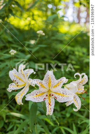 初夏森林裡盛開的白山百合 116396947