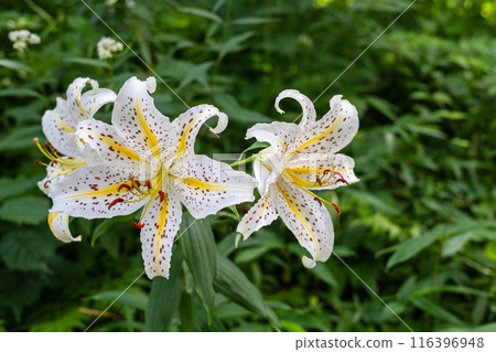 初夏森林裡盛開的白山百合 116396948